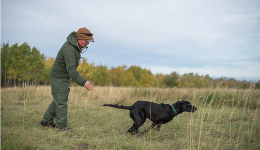 Handler and black Labrador working in a grassy field