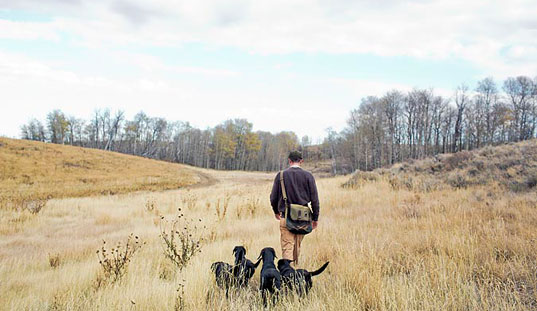 Handler walking with several dogs across a golden hillside