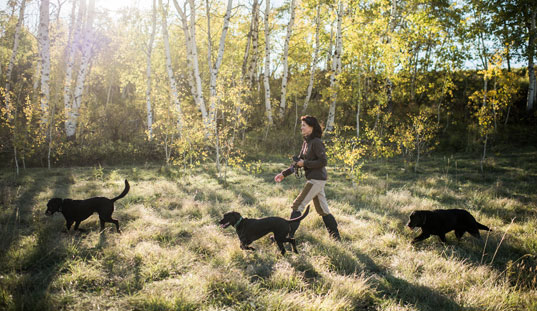 Handler with several Labradors walking through sunlit aspens