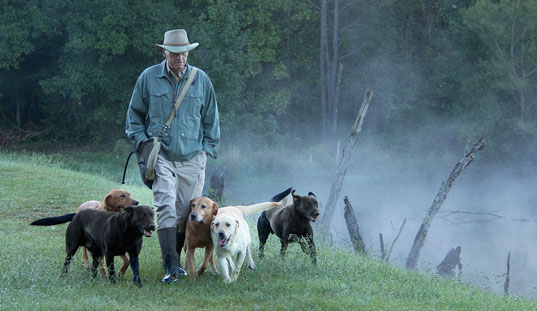Handler with a pack of retrievers on a misty green field