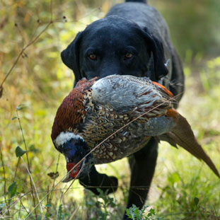 Labrador Gun Dog