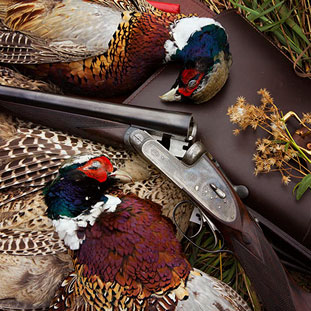 Pheasant Hunting