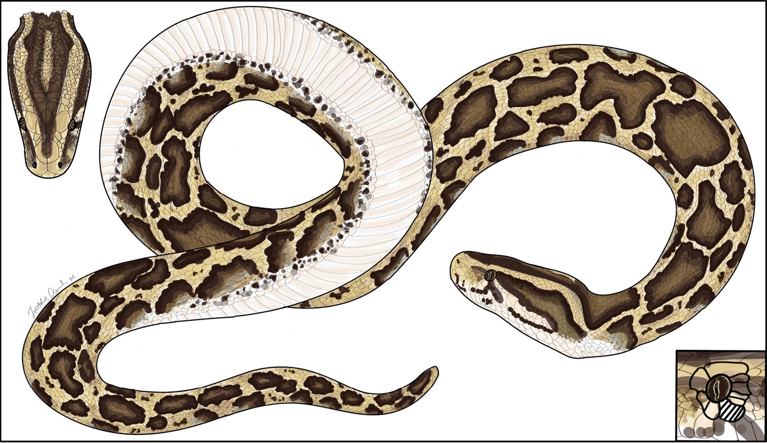Comprehensive review of Burmese python science released