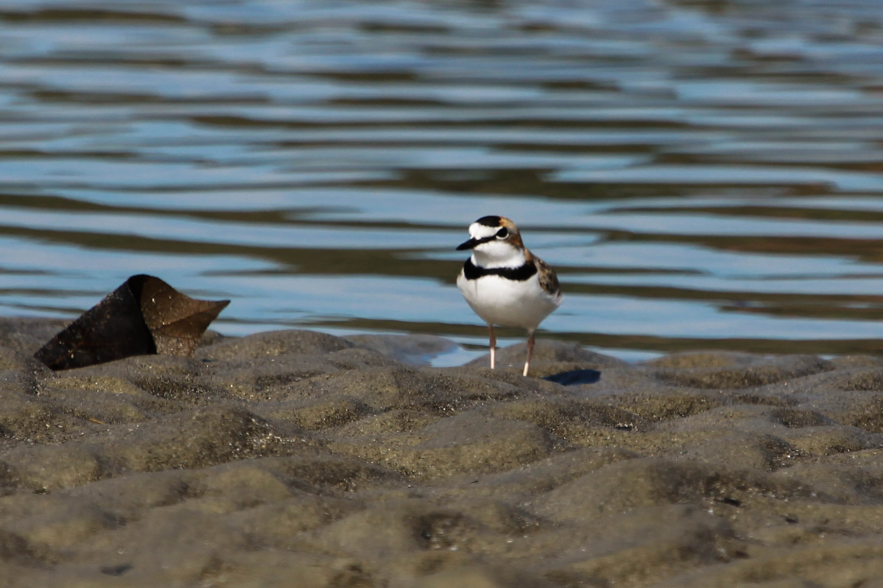 Open Mic: Wader Quest hits the Bird Continent « ABA Blog