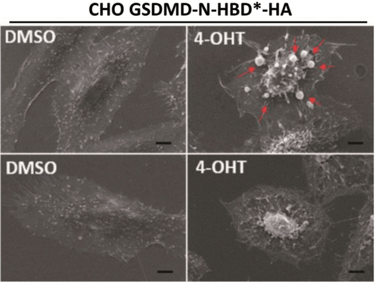Another Way To Kill Bad Cells Recent Work In Pyroptosis - 4K Nature Patterns for Desktop