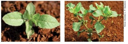 Figura 10 - Planta Carrapicho de carneiro Fonte: Manual de Identificação e Manejo de Plantas Daninhas da cultura da soja.