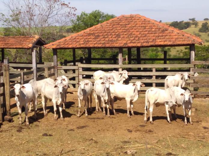 Fazenda Santa Maria, Itápolis, SP.