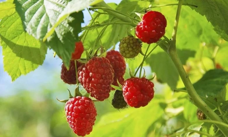 رؤية التوت في المنام