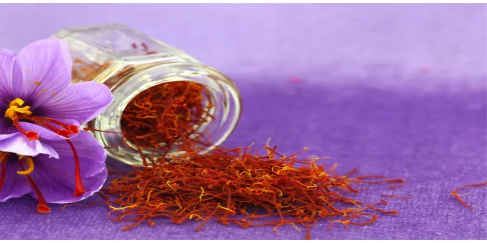 الأهمية الطبية لنبات الزعفران