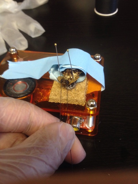 Investigating cockroach vision: an intern project by u of m undergrad greg m.