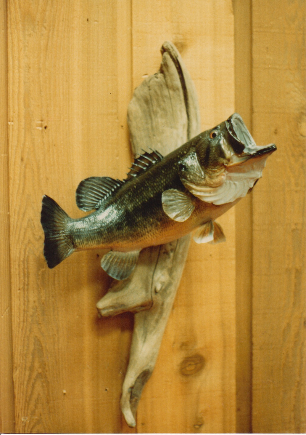 Largemouth Bass