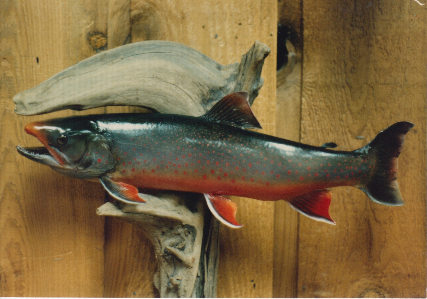 Arctic Char