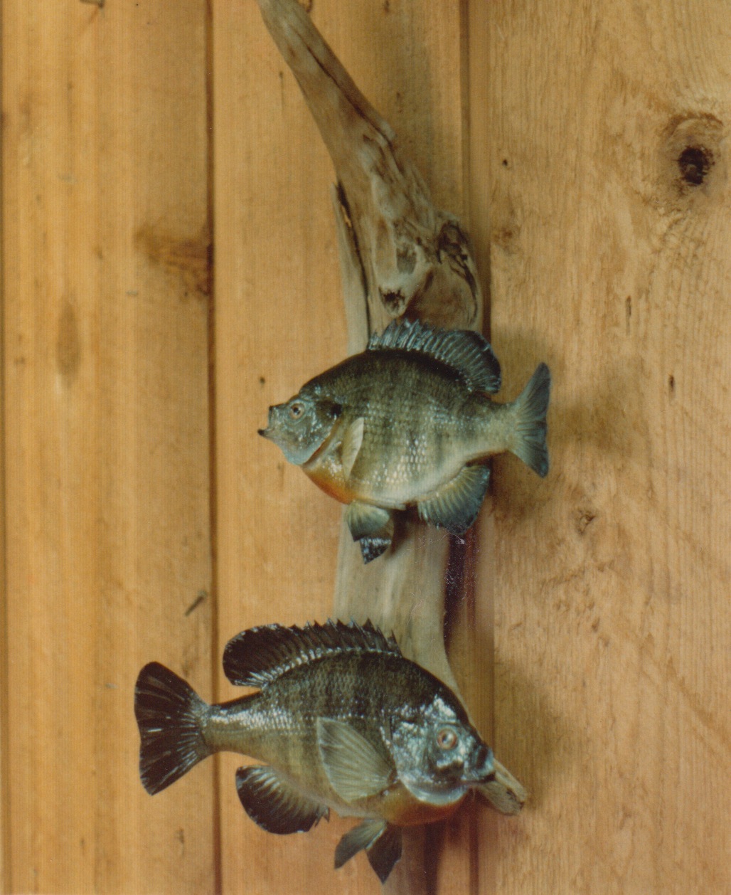 Sunfish or Bluegills