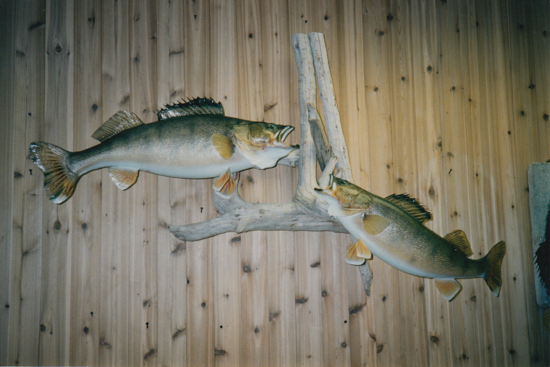 Walleyes