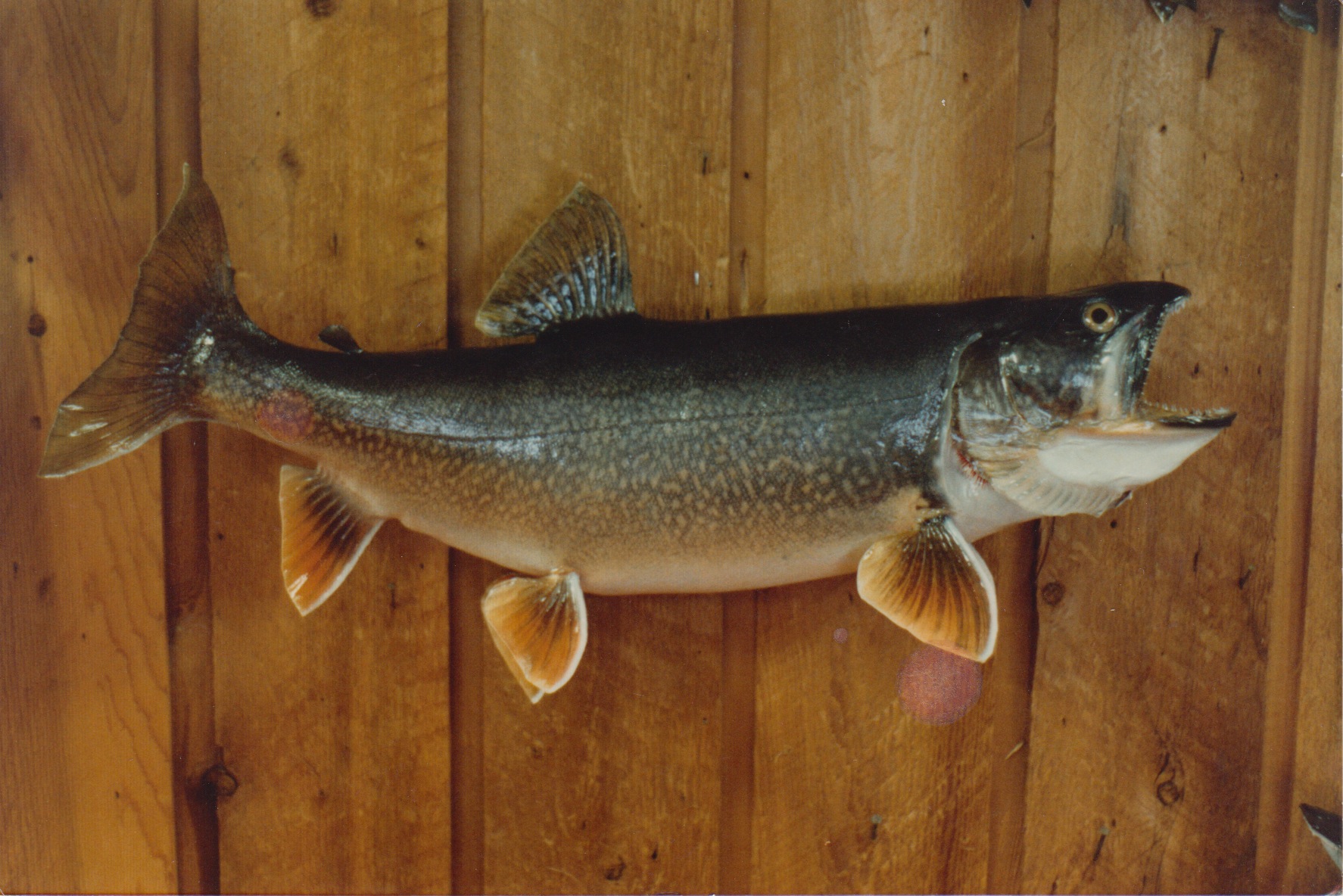 Laketrout