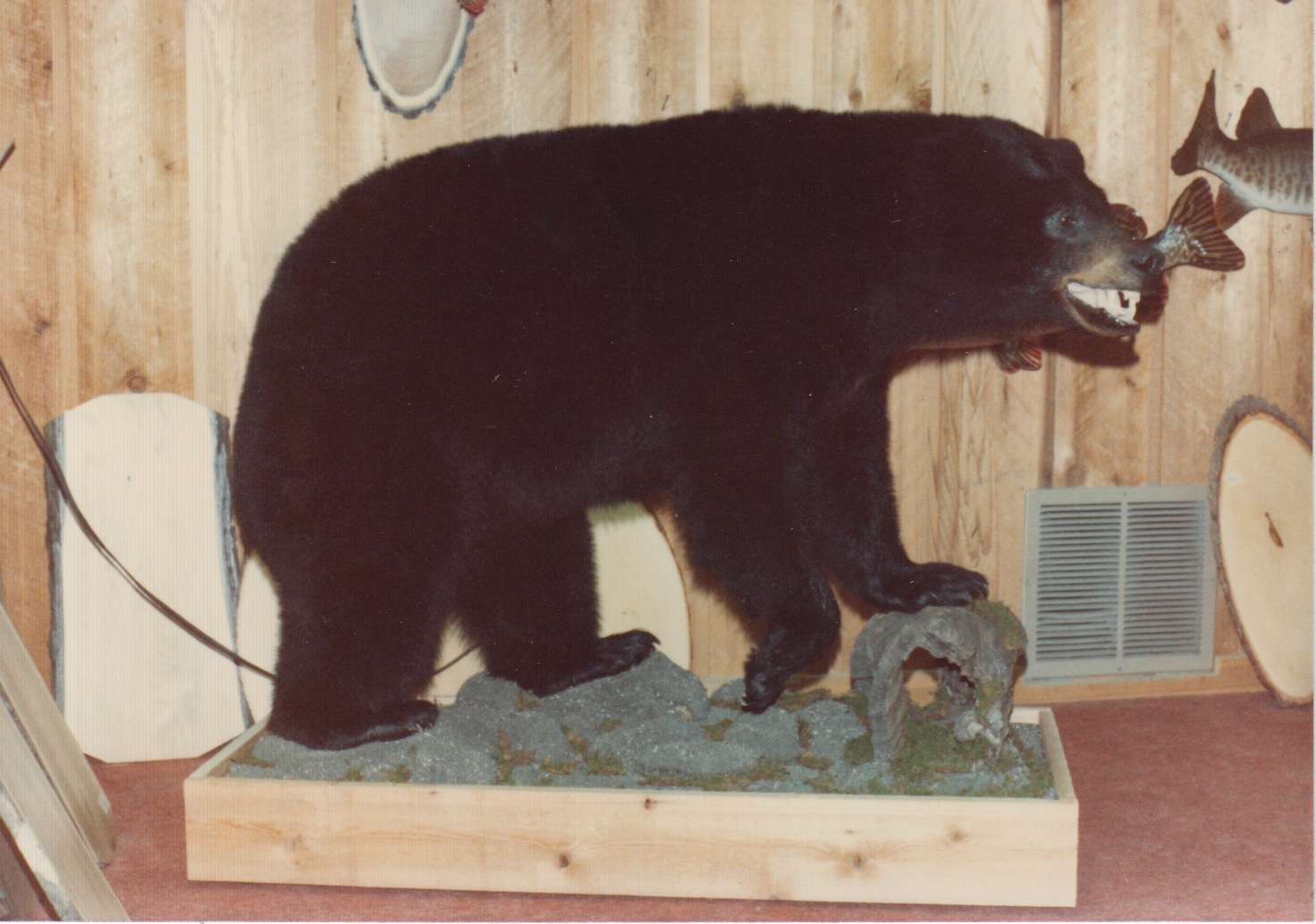 Black Bear 4