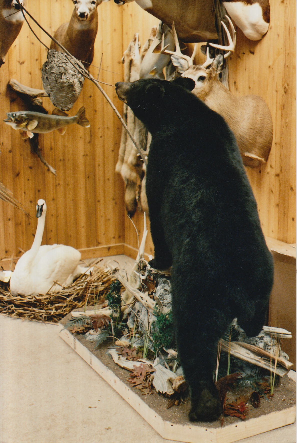 Black Bear 2