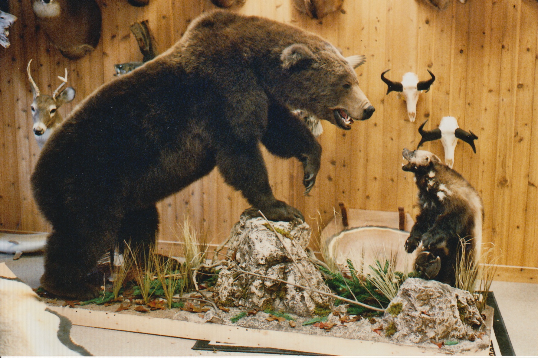 Alaskan Brown Bear & Wolverine