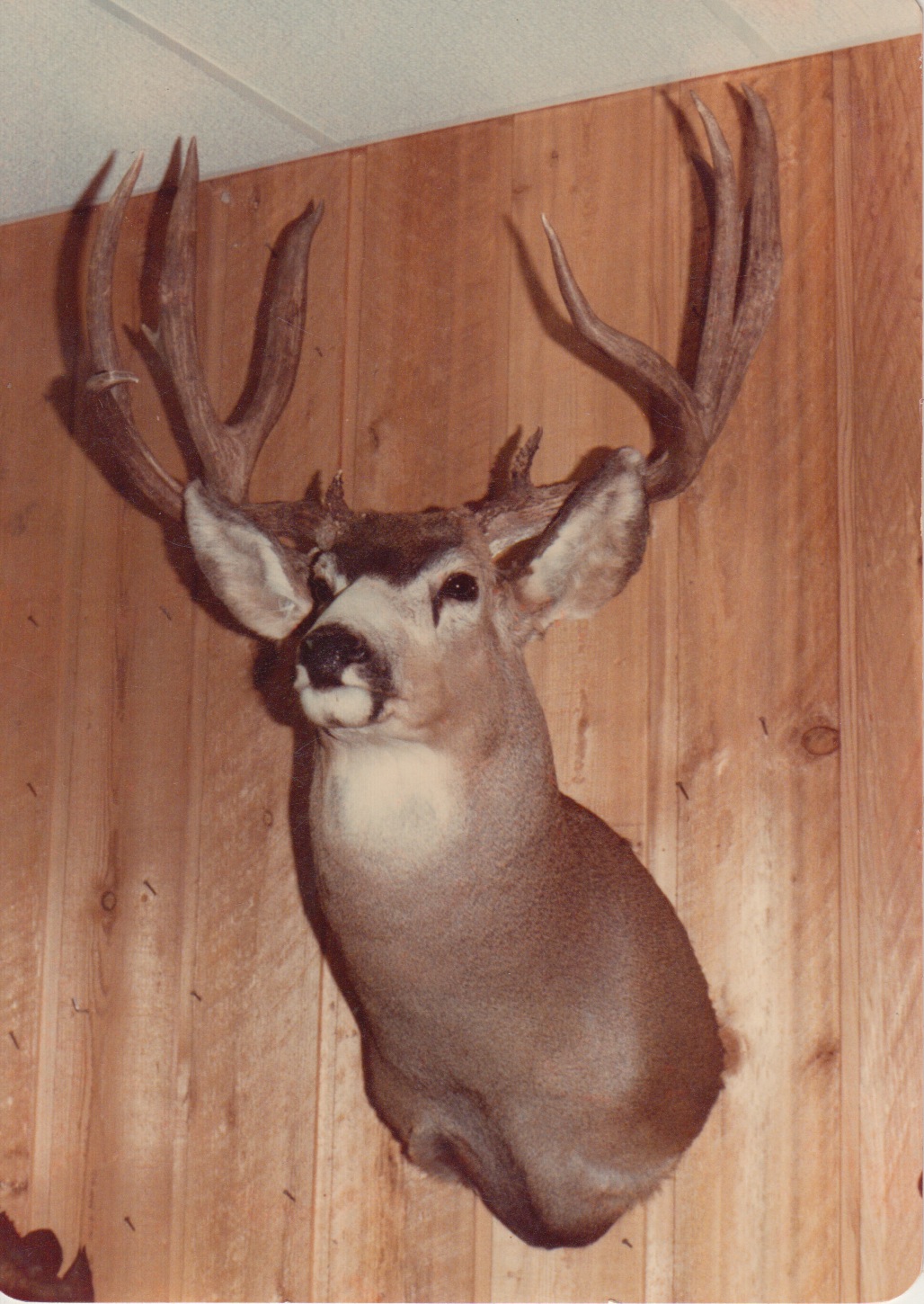 Mule Deer 2