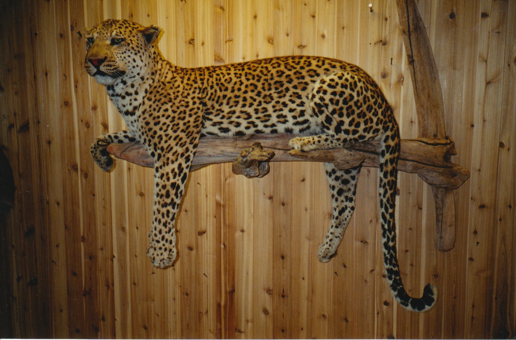Leopard 8