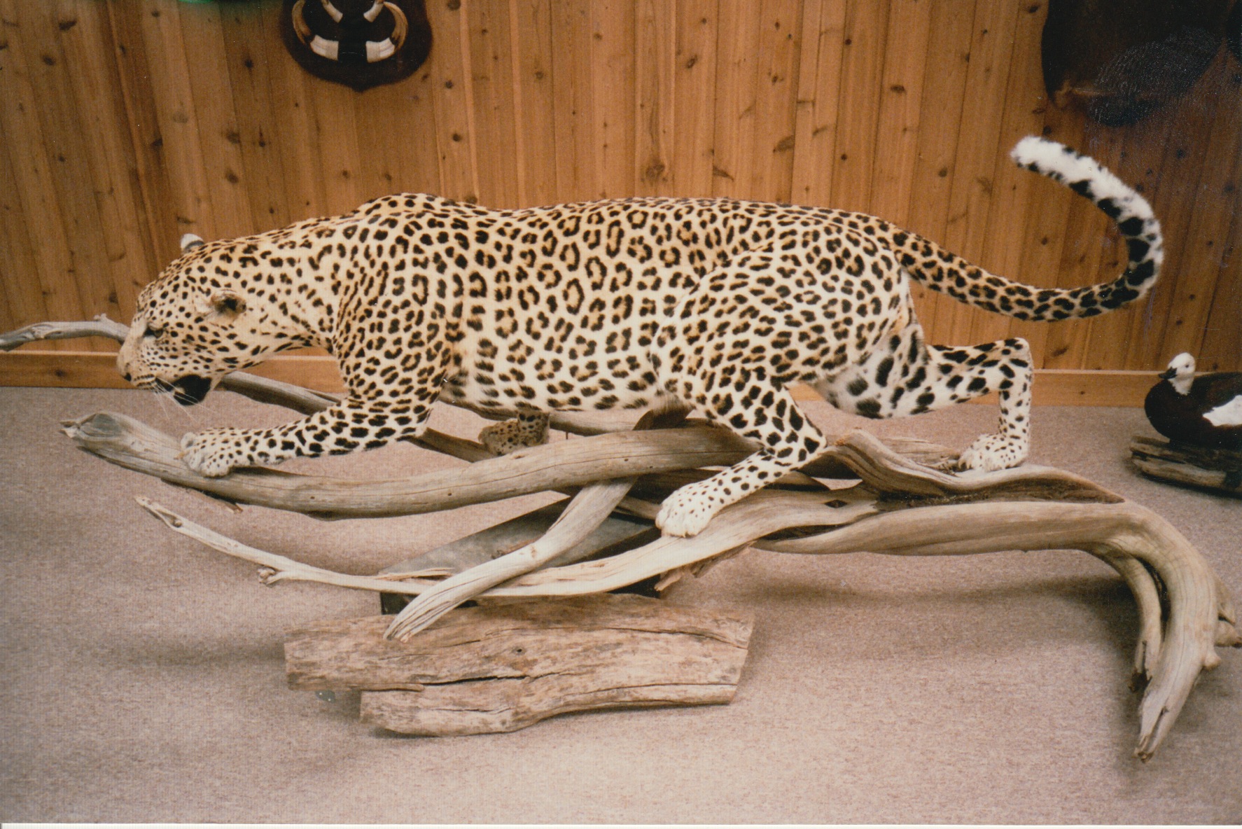 Leopard 2