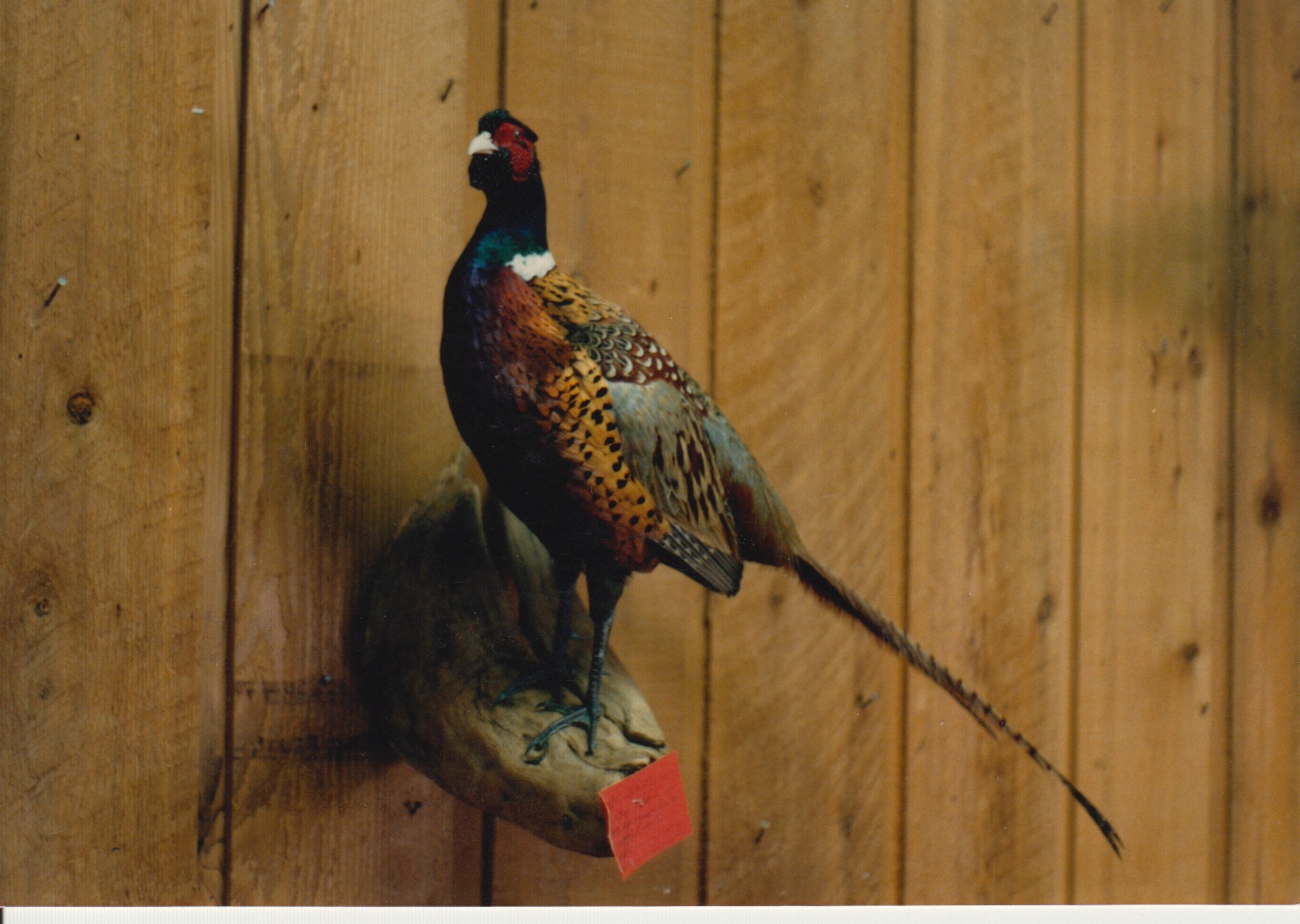 Pheasant
