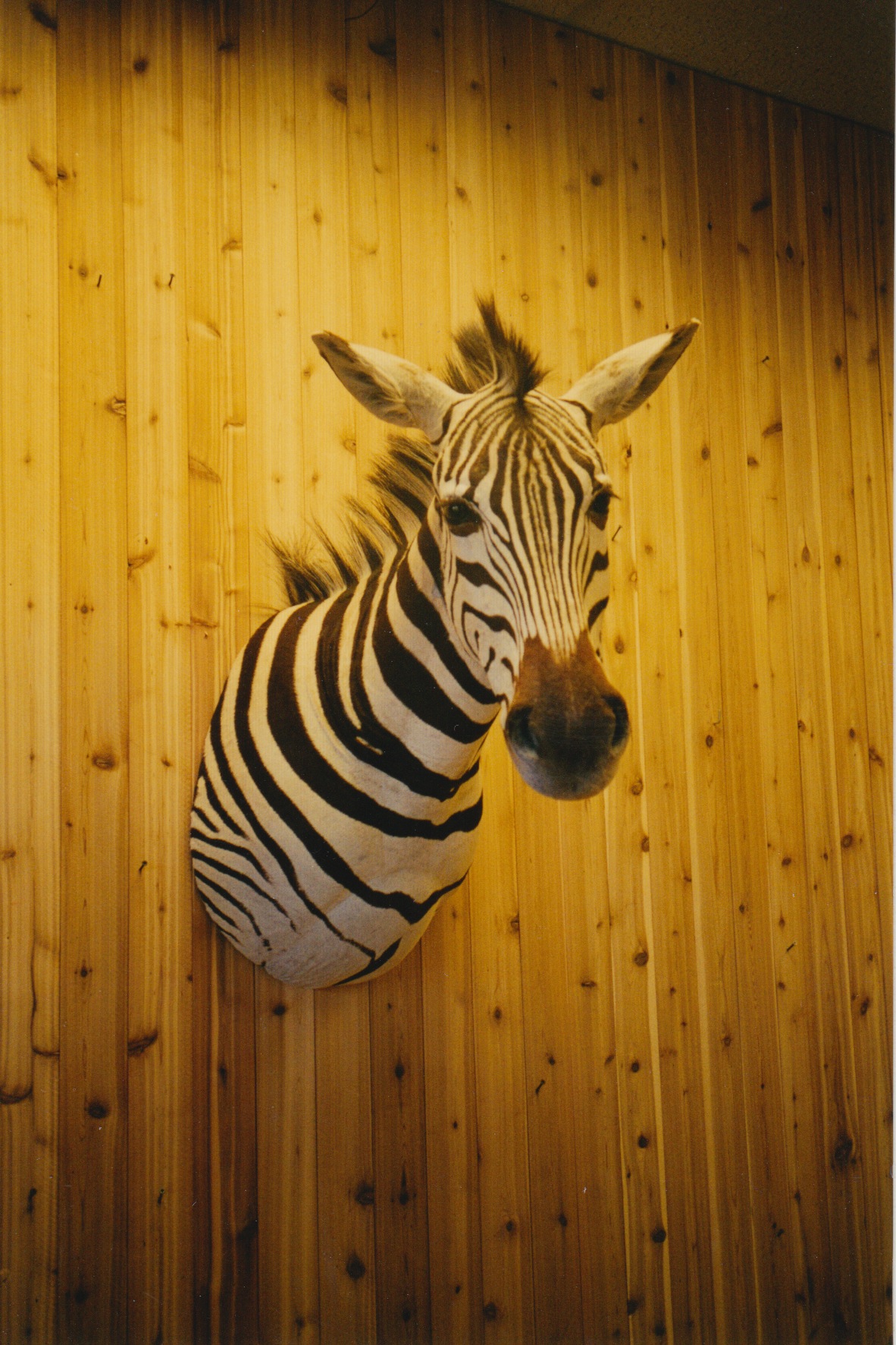 Zebra
