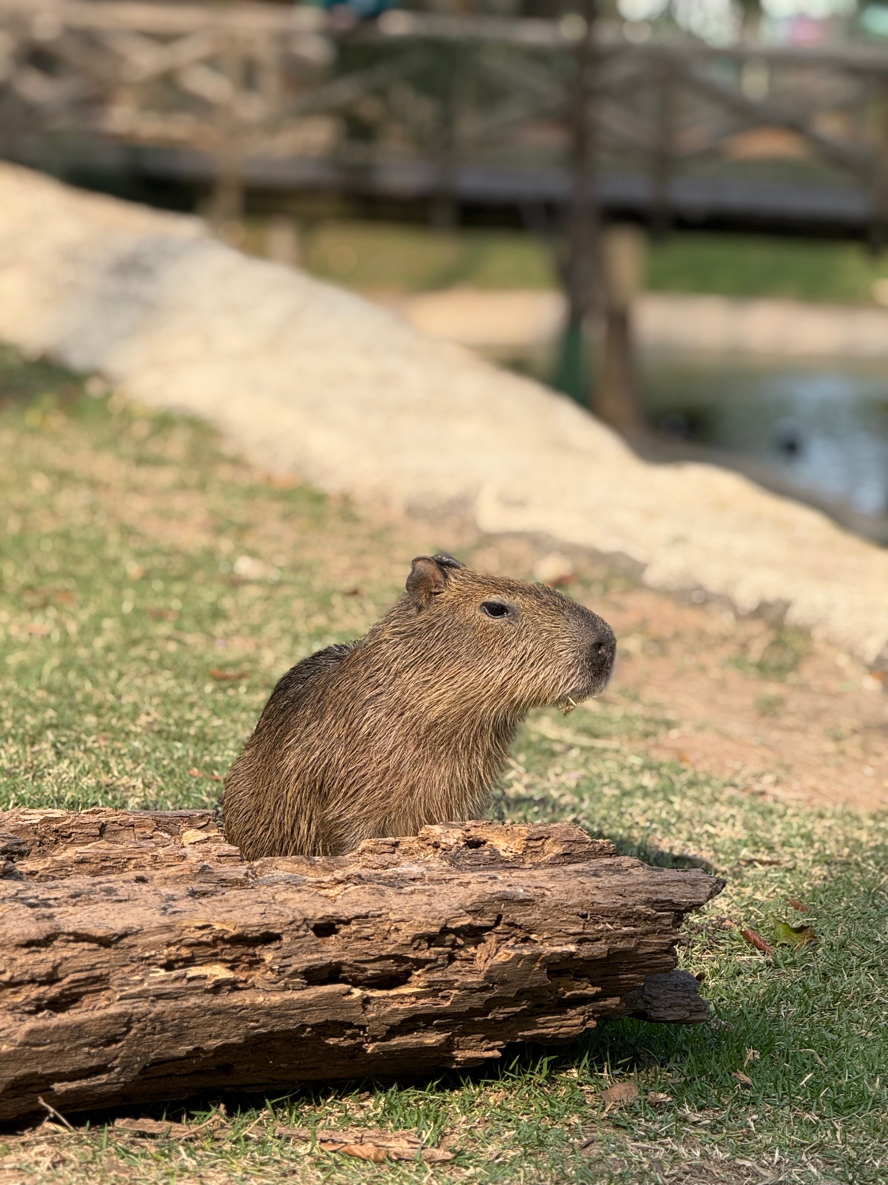 Dia da Capivara