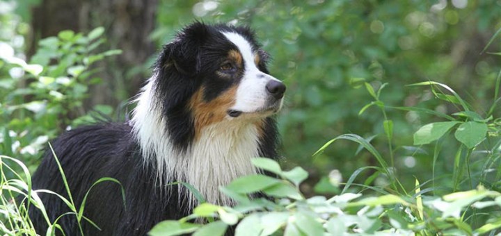 Thunderbear: the quiet dog with the listening ears