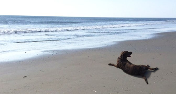 Grace and Curiosity at the ocean