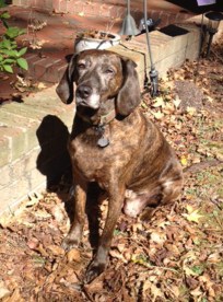 Post-surgery Grace, sitting in leaves