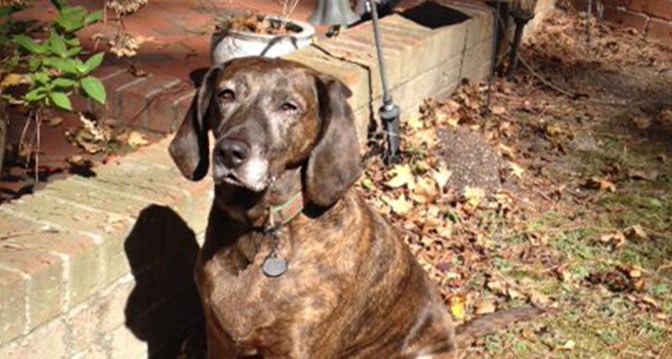 Grace diary of a dog