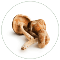 shiitake mushrooms - BioStar US