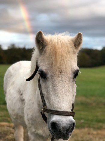 Carl Snowball Pony | BioStar US