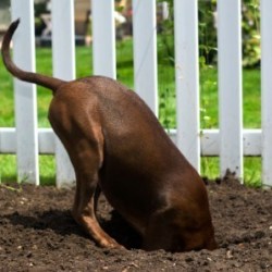 Living Off the Land: Health Benefits of Soil-Based Organisms | BioStar US