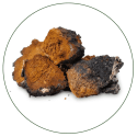 Chaga Mushroom | BioStar US