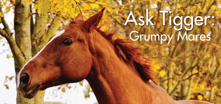 Ask Tigger - Grumpy Mares | BioStar US