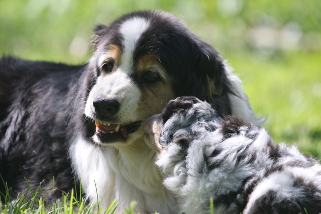 Five Puppy Lessons I (Re)Learned from a Brand New Litter | BioStarUS