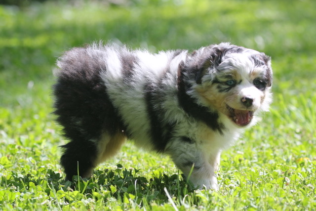 Five Puppy Lessons I (Re)Learned from a Brand New Litter | BioStarUS