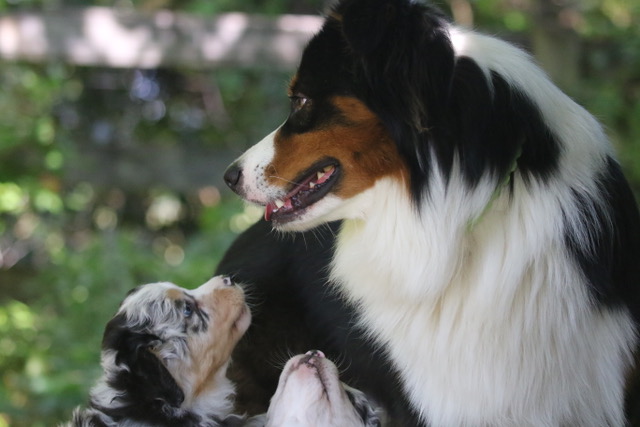 Five Puppy Lessons I (Re)Learned from a Brand New Litter | BioStarUS