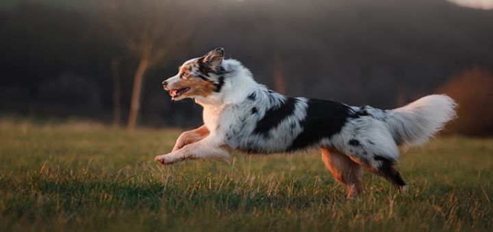 Integral K9 for dogs | BioStar US