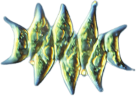 Tetradesmus obliquus | BioStar US