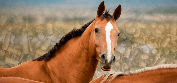 Bay horse looking inquisitive with a horse feed texture background | BioStar US