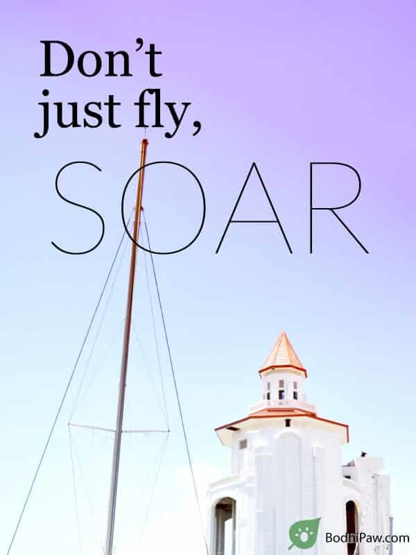 The lower you are, the higher your mind will want to soar. Inspirational Quote Don T Just Fly Soar Bodhi Paw Blog