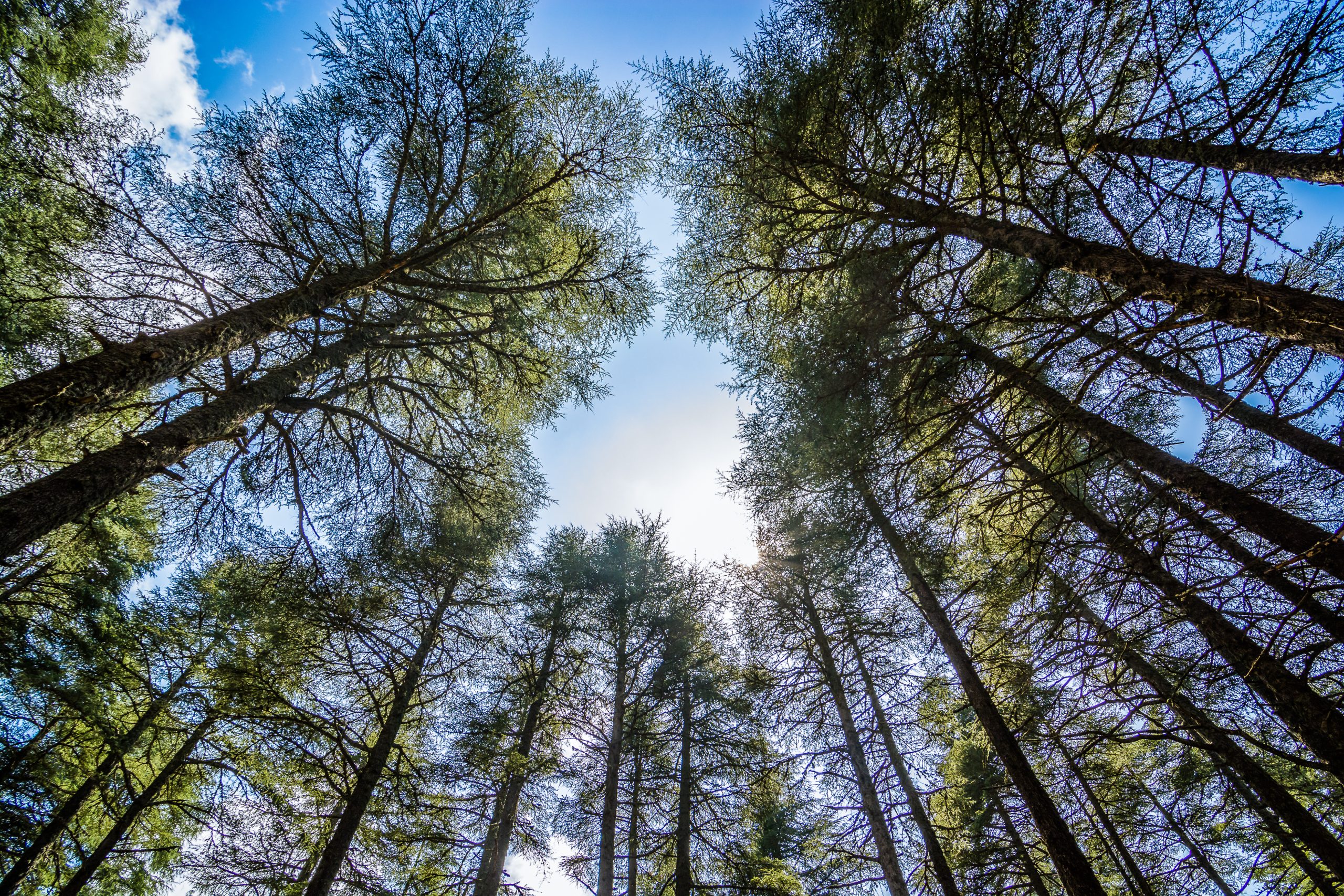 New Organic Essential Oil Cedarwood Atlas The Jedwards Blog