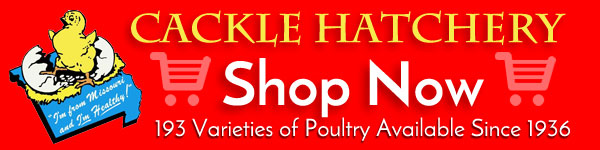 coop chicken accessories pheasants chukar watching bird camera wireless 4d