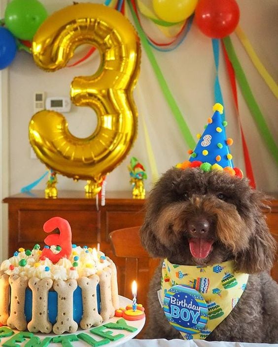 celebrate dog birthday