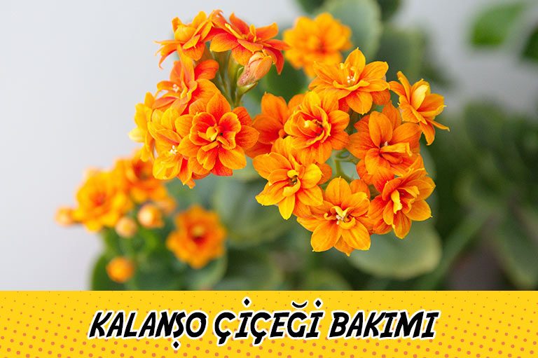 Cami̇leri̇n bakim onarim temi̇zli̇k ve çevre tanzi̇mi̇ yönetmeli̇ği̇. Kalanso Cicegi Bakimi Yetistirme Sulama Cogaltma