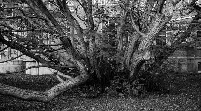 Black & White presets voor Lightroom