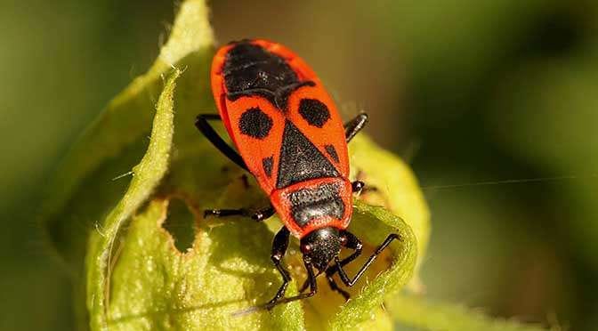 Ernstig lek in FaceTime (bron afbeelding: https://pixabay.com/nl/kever-bug-brand-bug-insect-460157/)